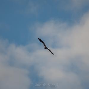 White-tailed Eagle