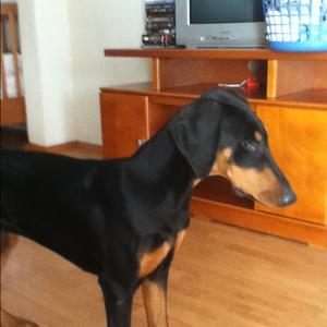 Doberman Pinscher