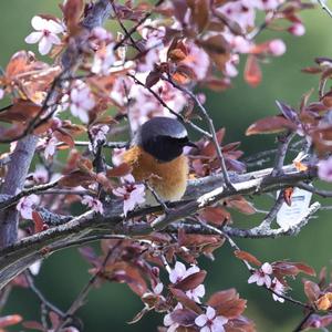 Common Redstart