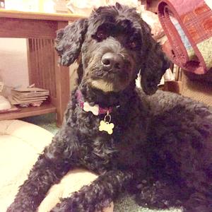 Portuguese Water Dog