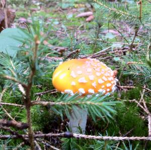 Fly Agaric