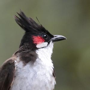 Red-whiskered Bulbul