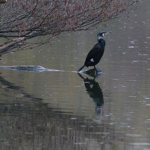 Great Cormorant