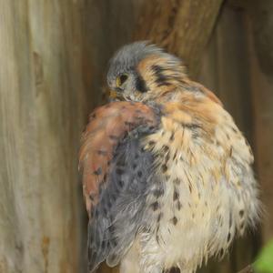 American Kestrel