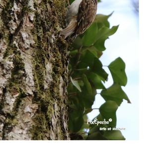 Eurasian Treecreeper