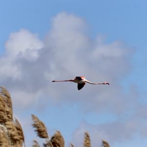 Greater Flamingo