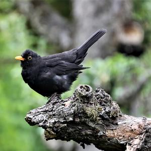 Eurasian Blackbird