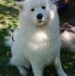 Samoyed