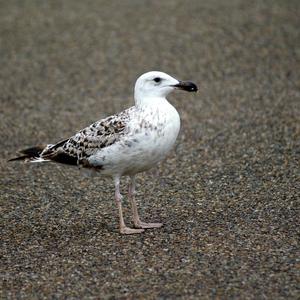 Great Black-backed Gull