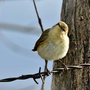 Wood Warbler