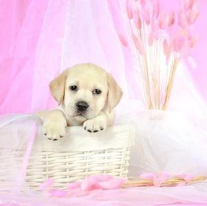 Retriever (Labrador)