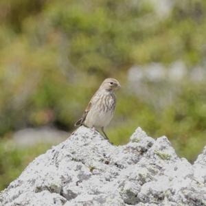 Eurasian Linnet