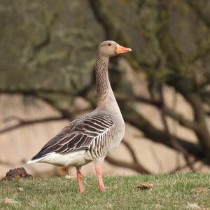 Greylag Goose