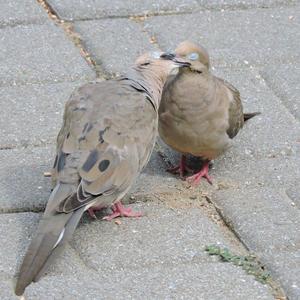 Mourning Dove