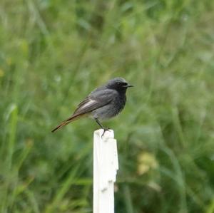 Black Redstart