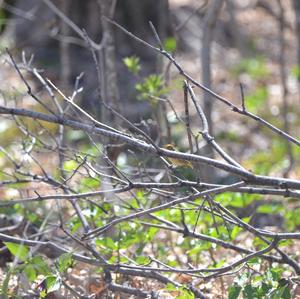 Palm Warbler