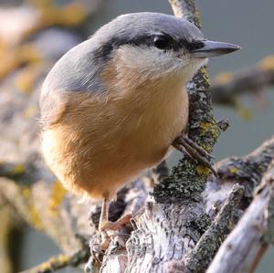 Wood Nuthatch