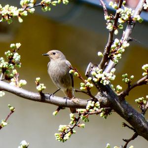 Black Redstart