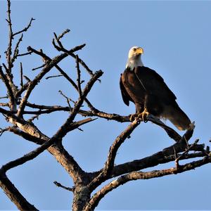 Weißkopfseeadler