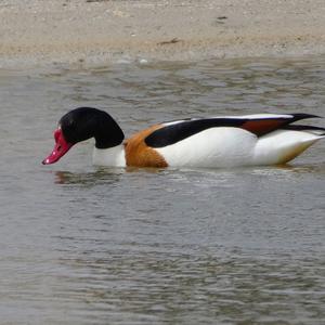 Common Shelduck