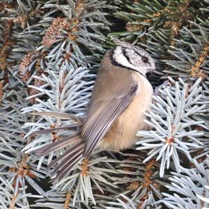 Crested Tit