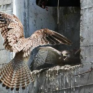 Common Kestrel