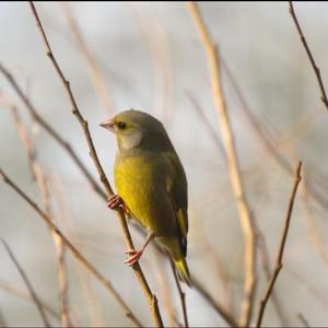 European Greenfinch