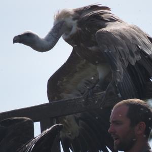 Griffon Vulture