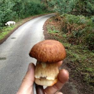 King Bolete