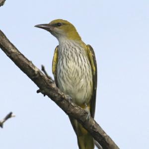 Eurasian Golden Oriole