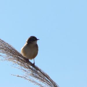 Zitting Cisticola