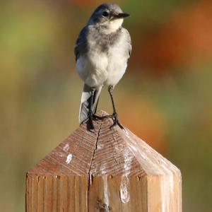 White Wagtail