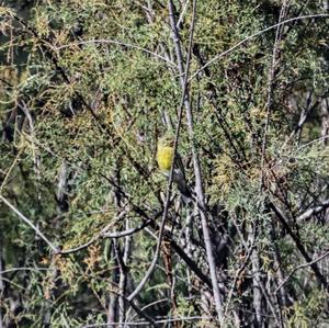 European Serin