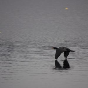 European Shag