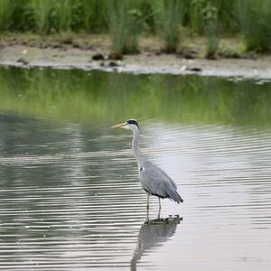 Grey Heron