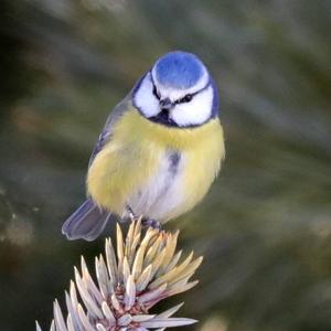 Blue Tit