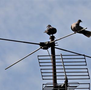 Eurasian Collared-dove