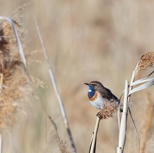 Blaukehlchen