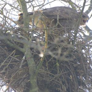 Common Buzzard