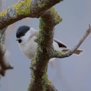 Marsh Tit