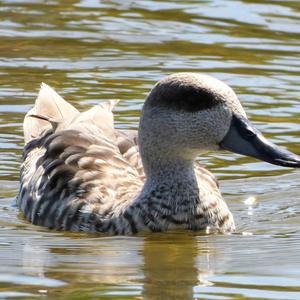 Marbled Teal