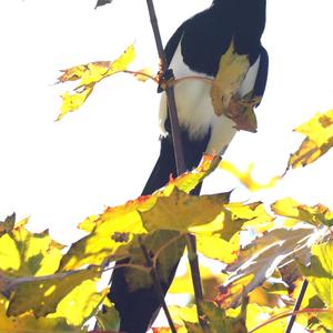 Black-billed Magpie