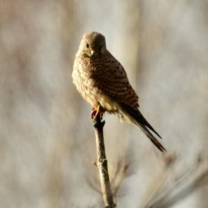 Common Kestrel