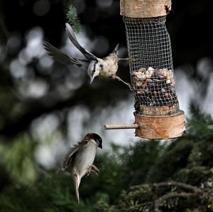 Wood Nuthatch