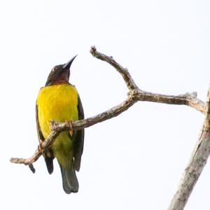 Plain-throated Sunbird