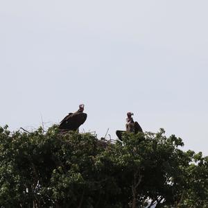 Lappet-faced Vulture