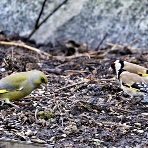 European Greenfinch