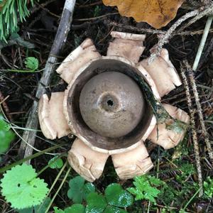 Collared Earthstar