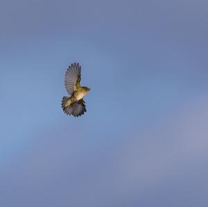 Common Chiffchaff