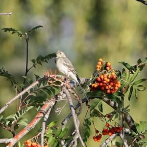 White Wagtail